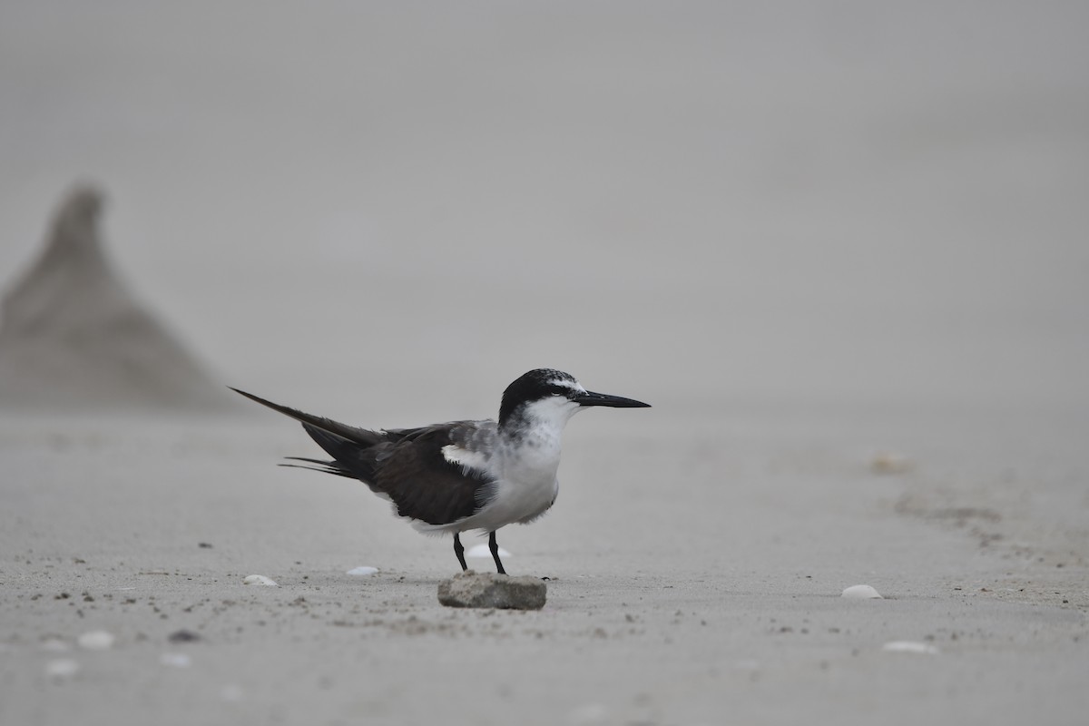 Bridled Tern - ML628539805