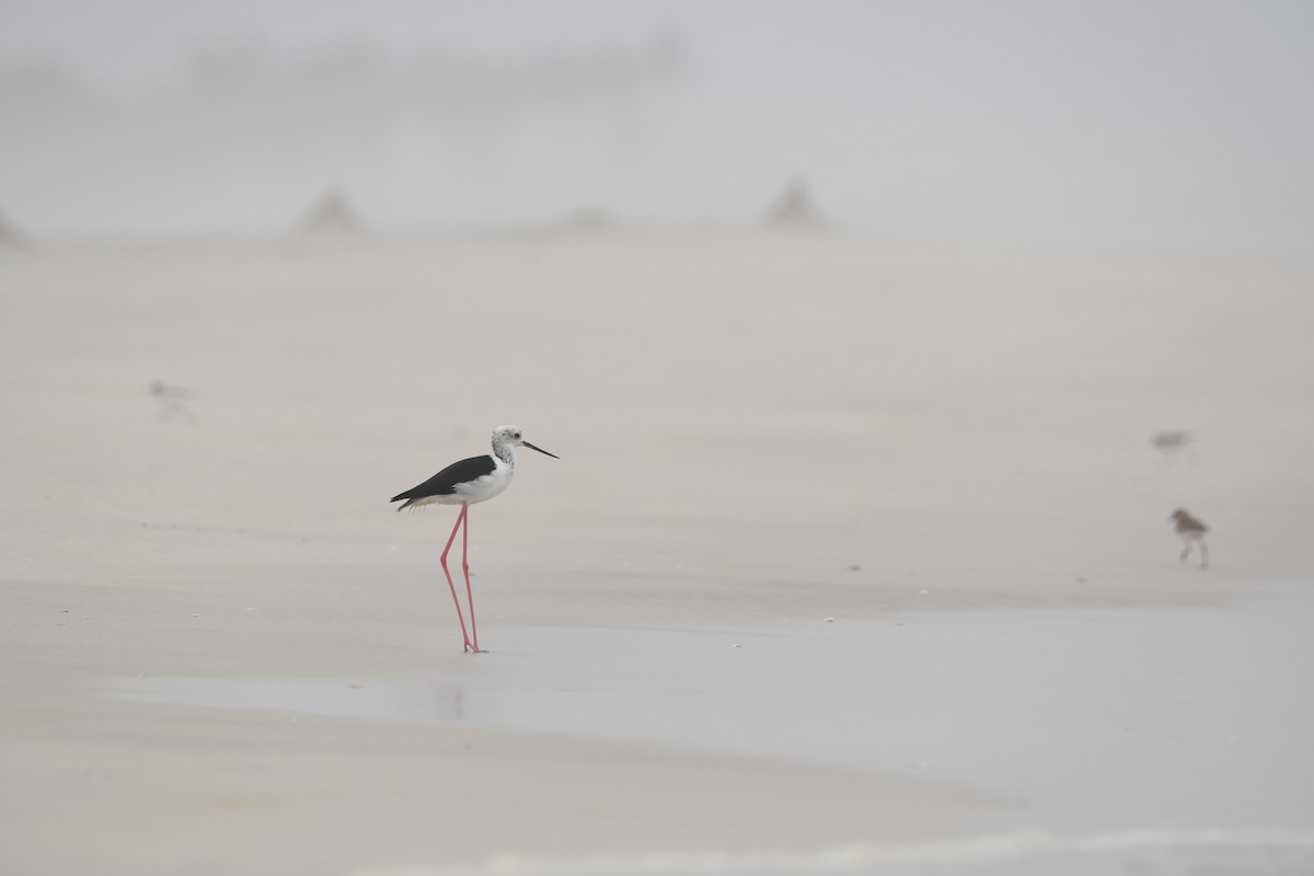 Black-winged Stilt - ML628539813