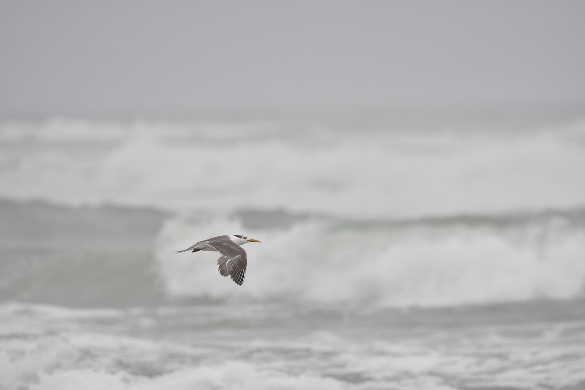 Great Crested Tern - ML628539829
