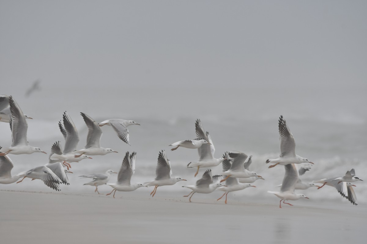 Slender-billed Gull - ML628539833