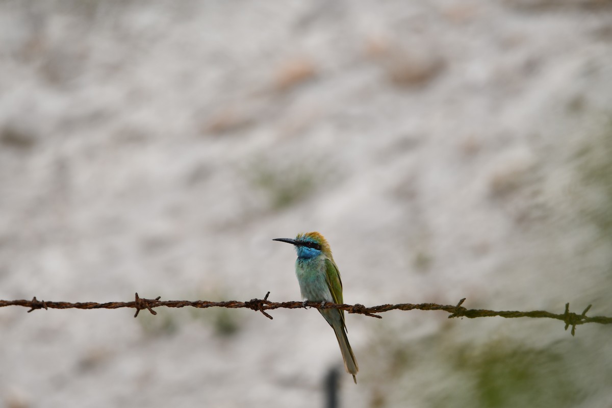 Arabian Green Bee-eater - ML628539854