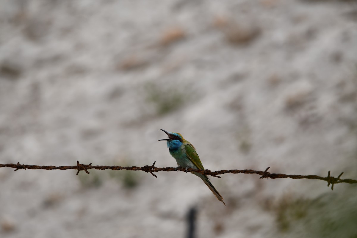 Arabian Green Bee-eater - ML628539855