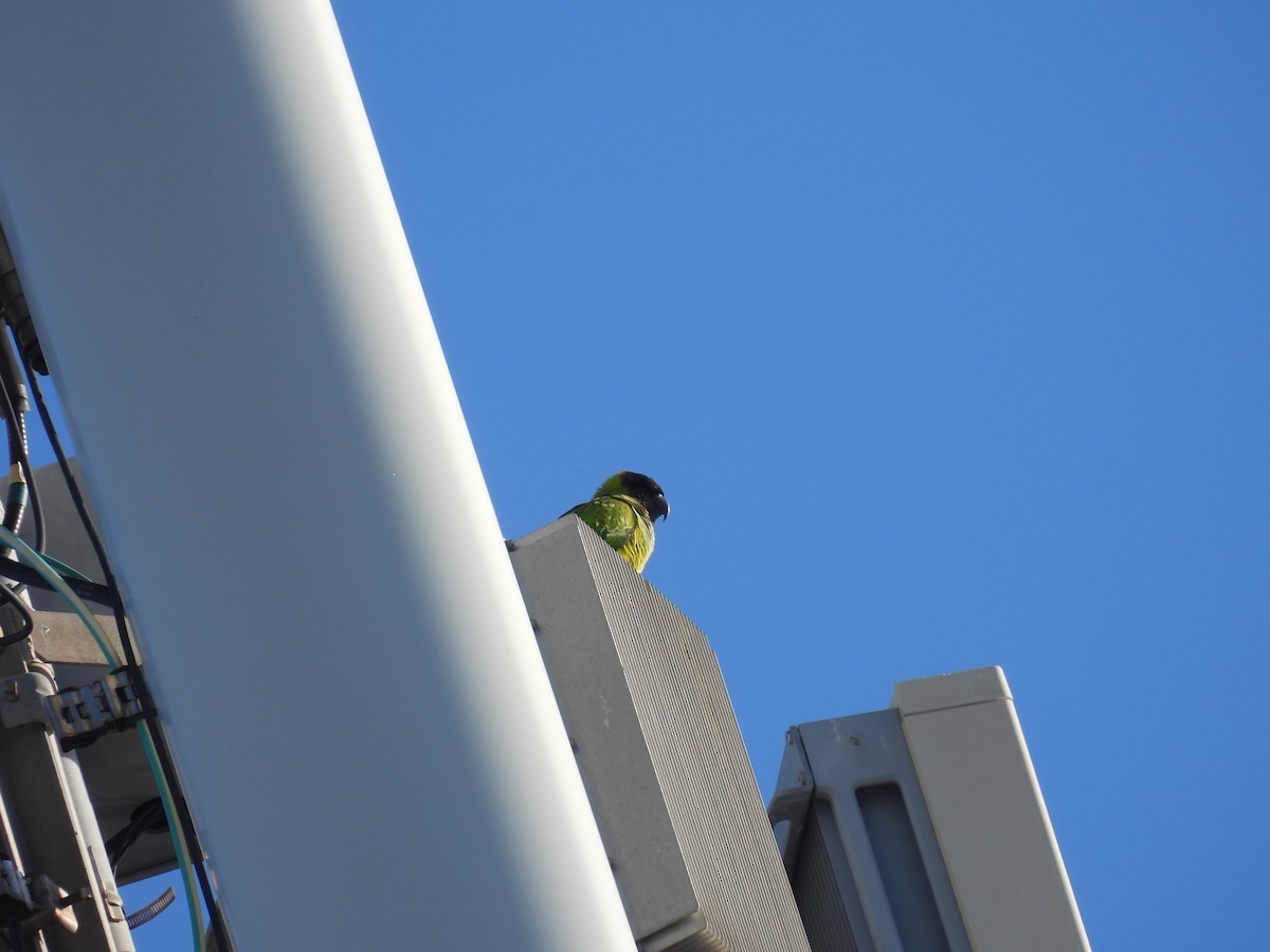 Nanday Parakeet - ML628539904