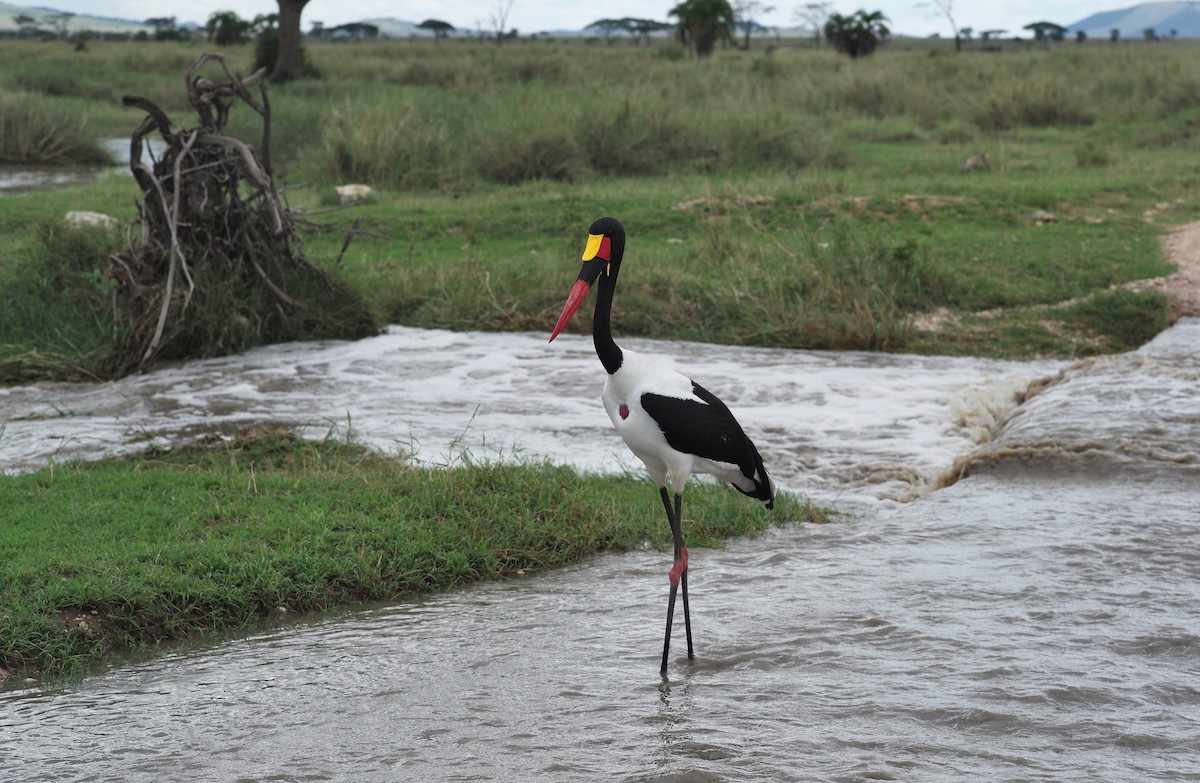 Saddle-billed Stork - ML628540069