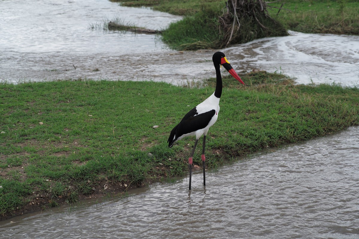 Saddle-billed Stork - ML628540070