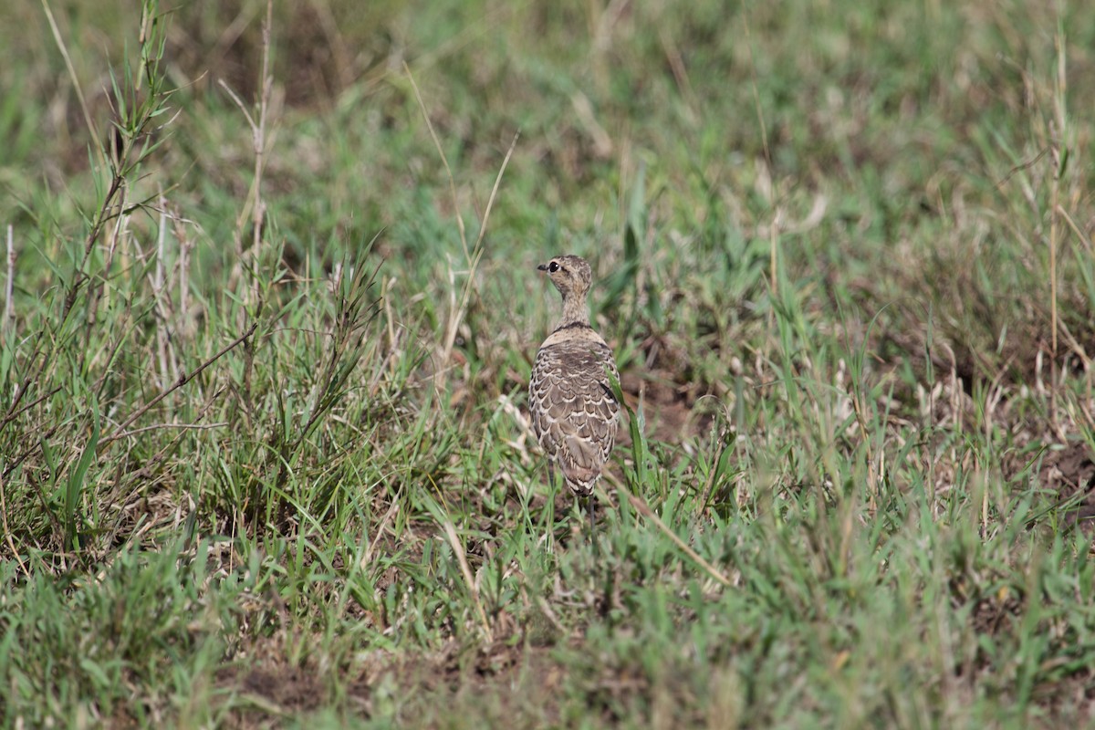 Double-banded Courser - ML628540094