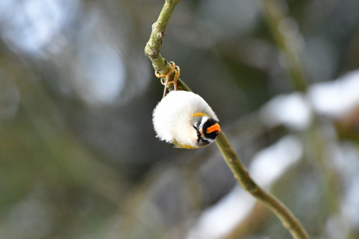 Common Firecrest - ML628540107