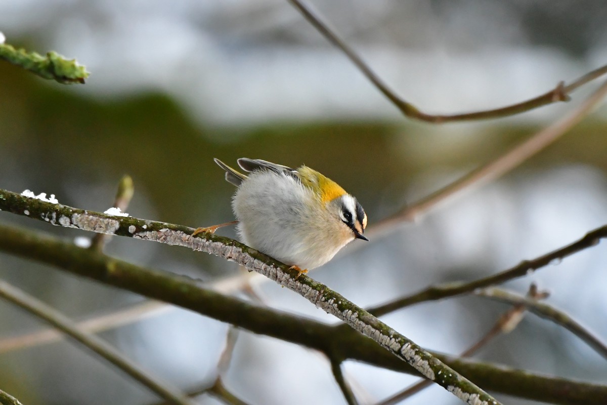 Common Firecrest - ML628540108