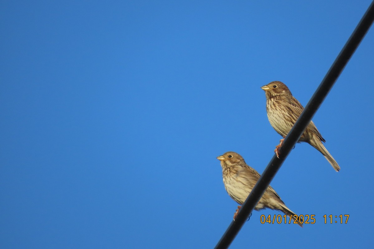 Corn Bunting - ML628540115