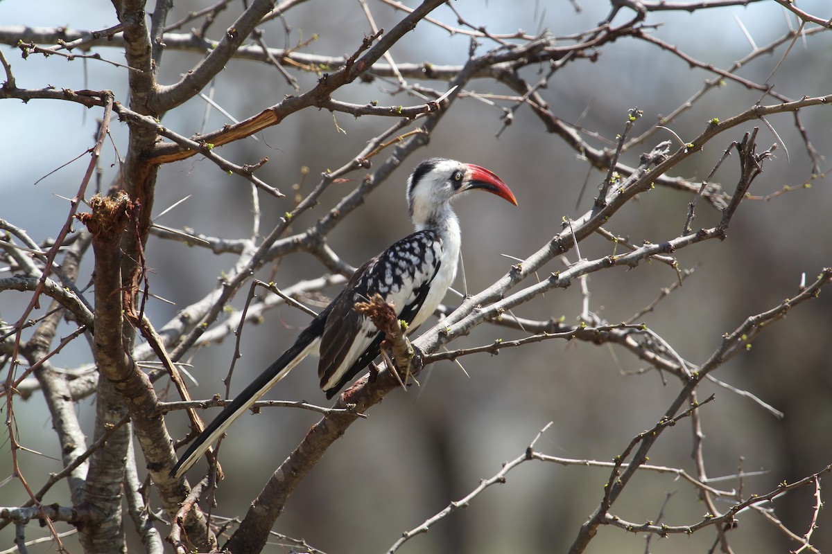 Tanzanian Red-billed Hornbill - ML628540119