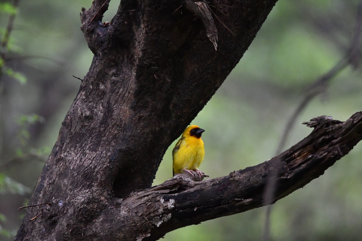 Rüppell's Weaver - ML628540128