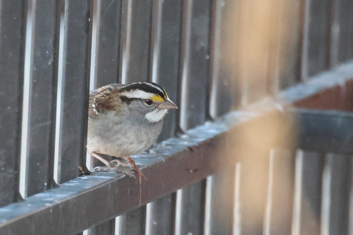 White-throated Sparrow - ML628540136