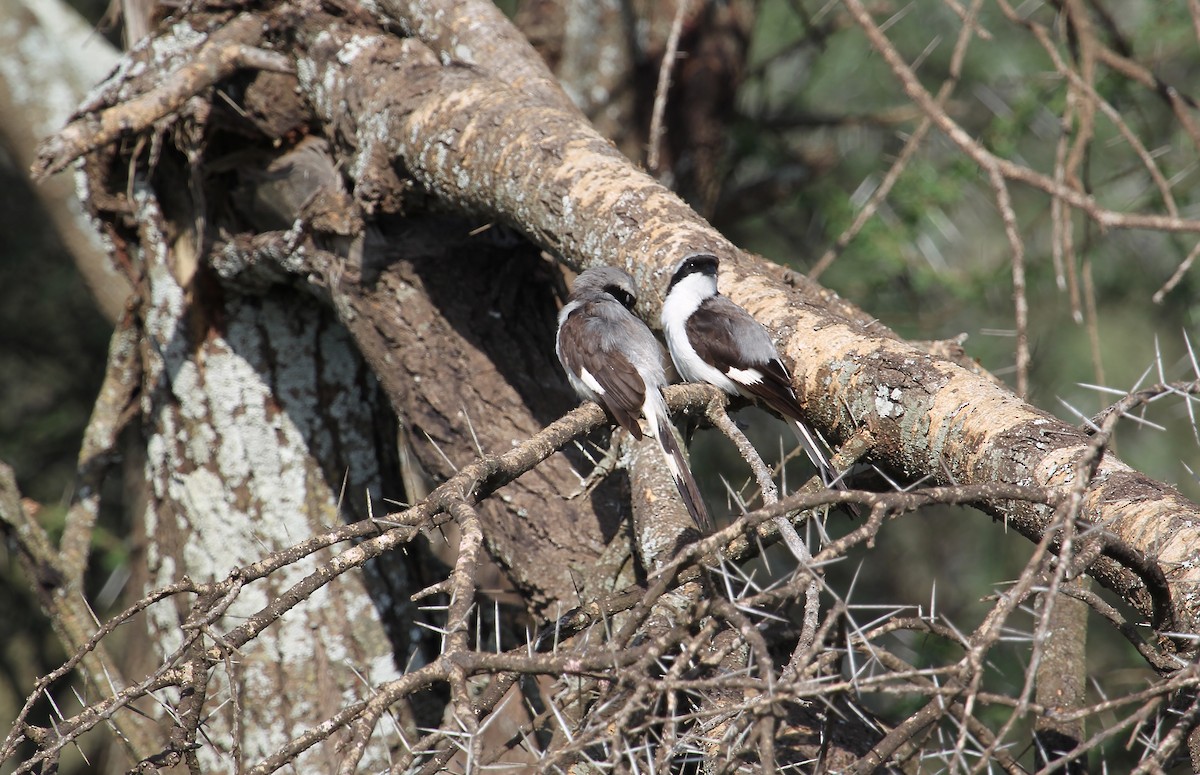 Gray-backed Fiscal - ML628540139