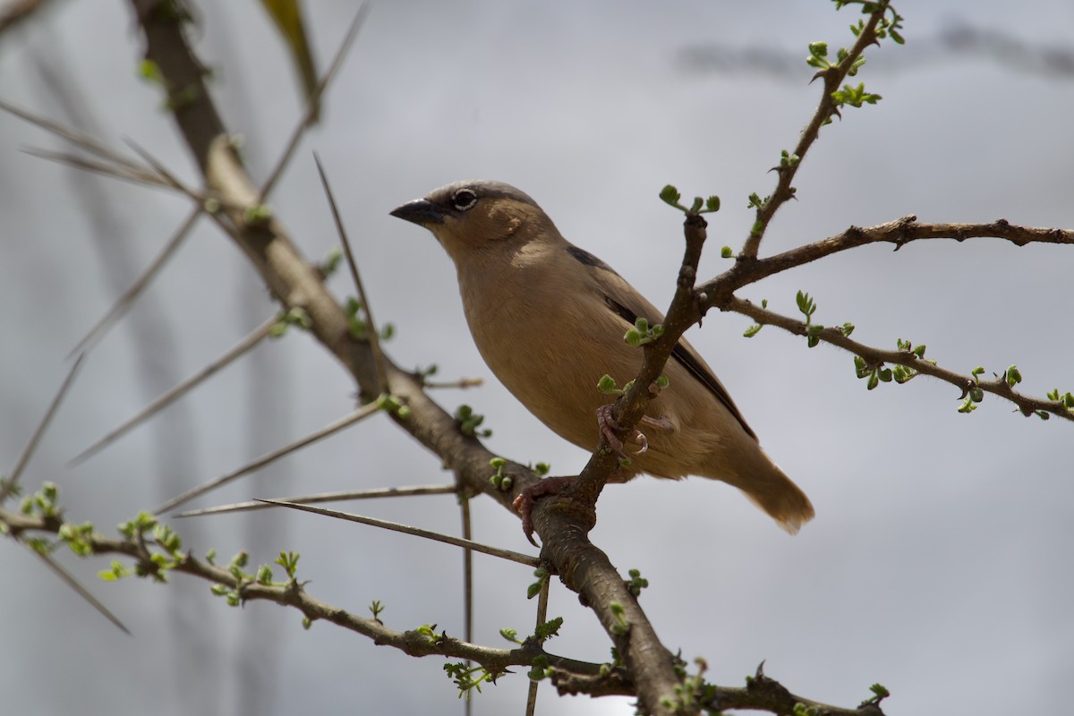 Gray-capped Social-Weaver - ML628540167