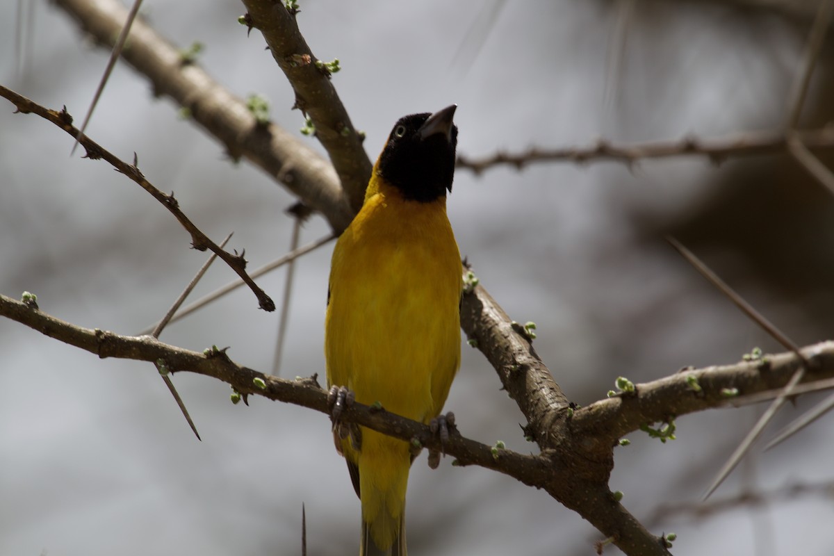 Lesser Masked-Weaver - ML628540185