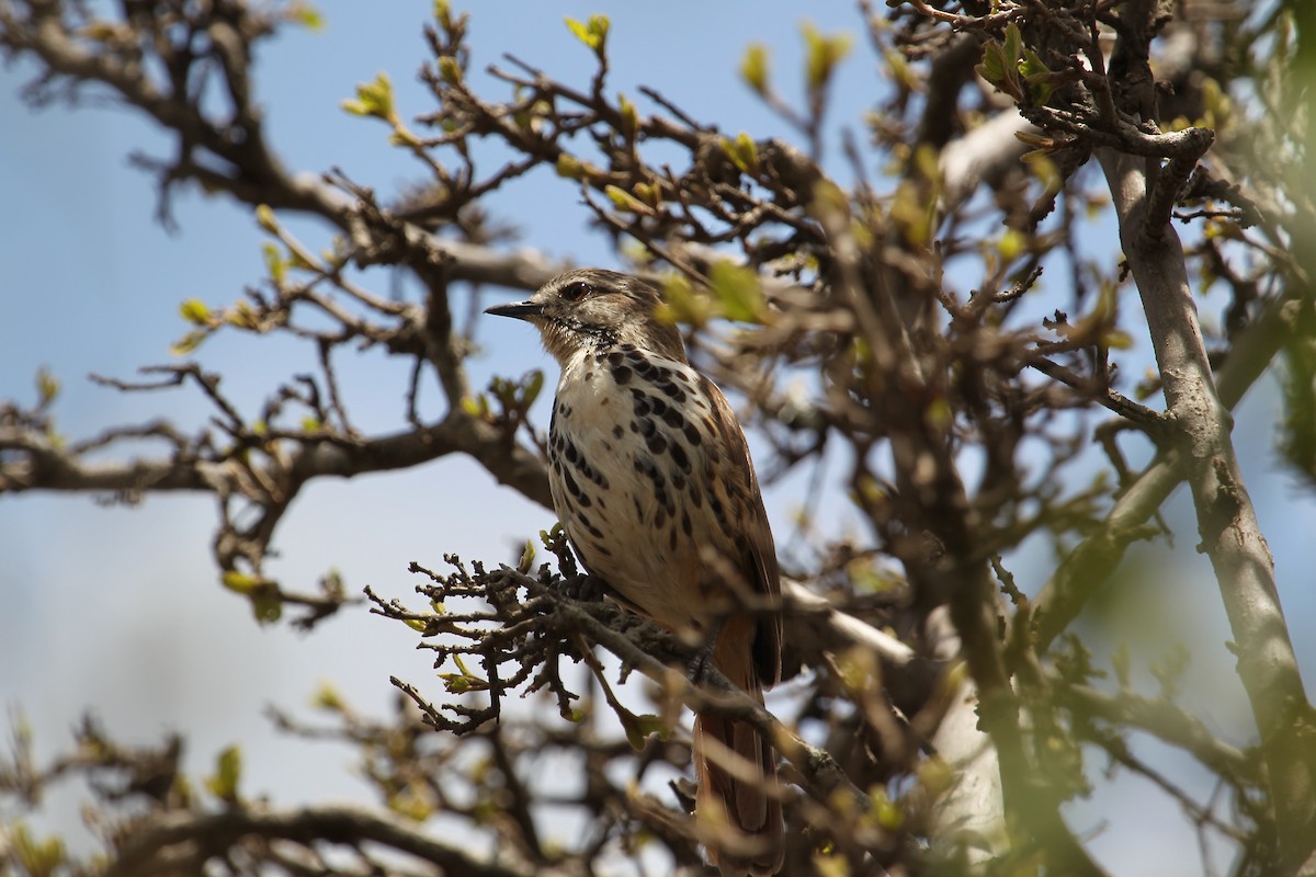 Spotted Morning-Thrush - ML628540197