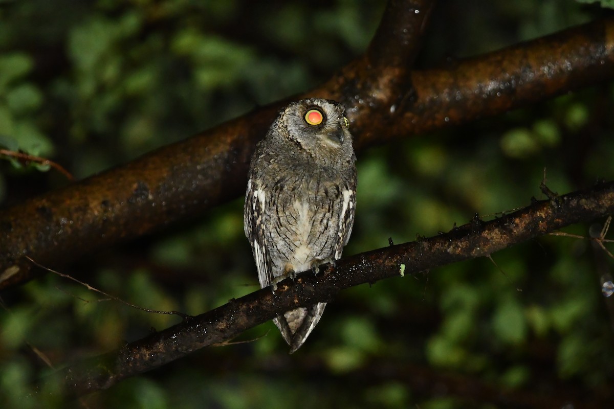 Arabian Scops-Owl - ML628540455