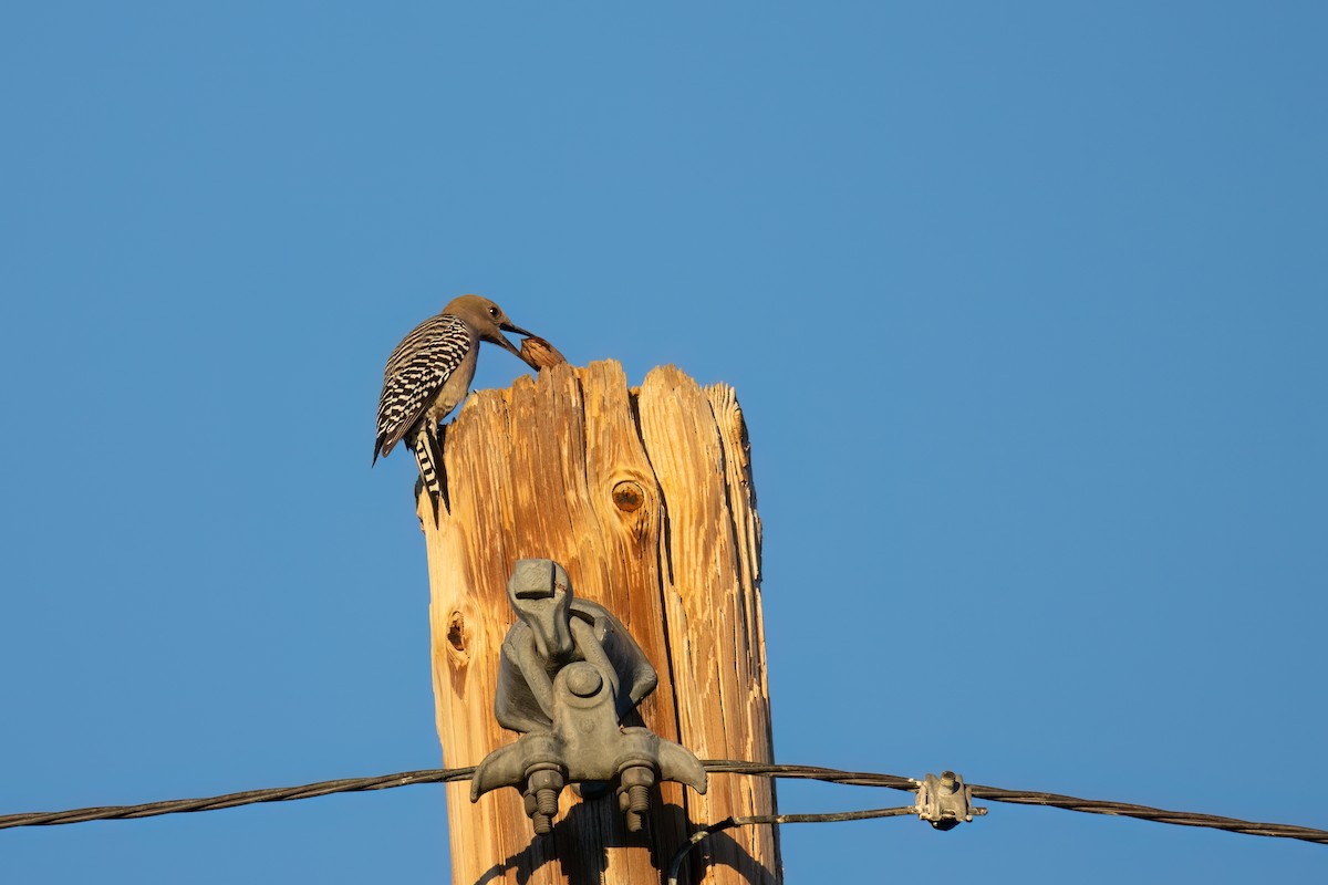 Gila Woodpecker - Kalpesh Krishna
