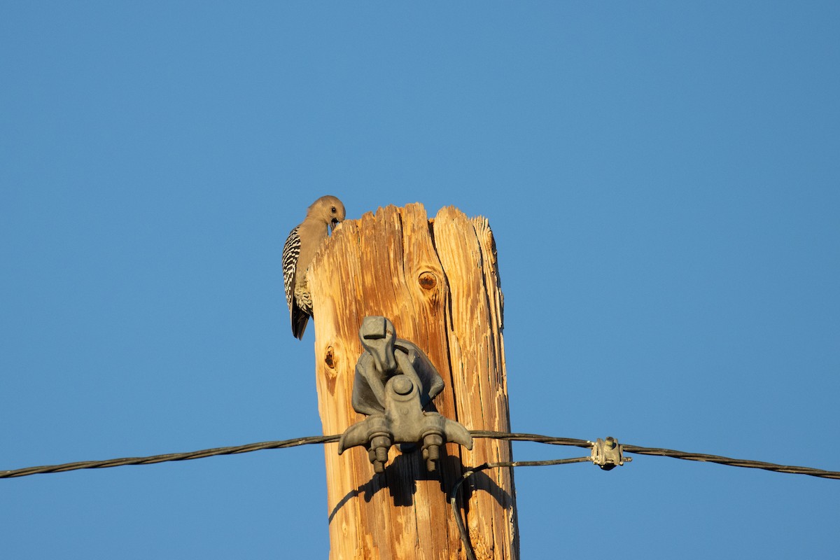 Gila Woodpecker - Kalpesh Krishna