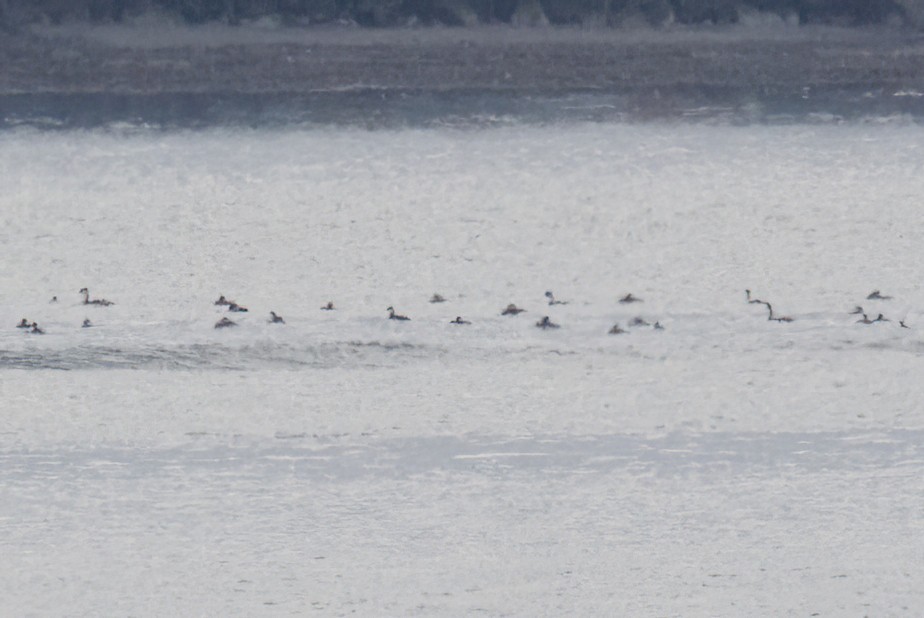 Western Grebe - ML628540553