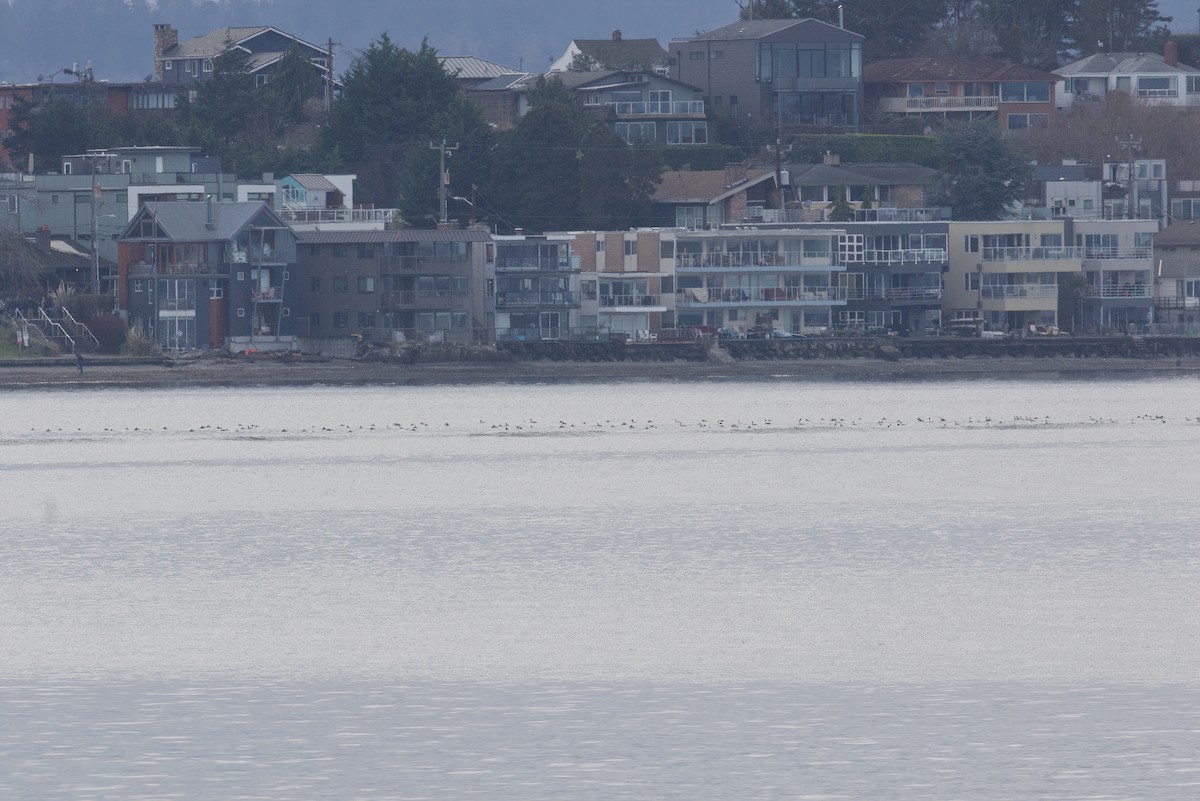 Western Grebe - ML628540554