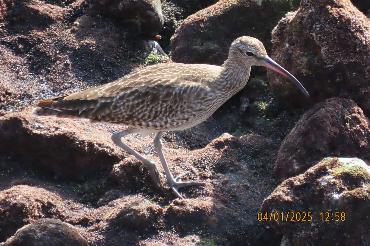 Eurasian Whimbrel - ML628540678