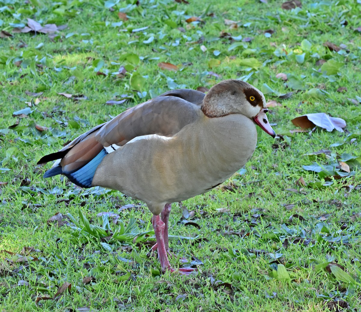 Egyptian Goose - ML628540690