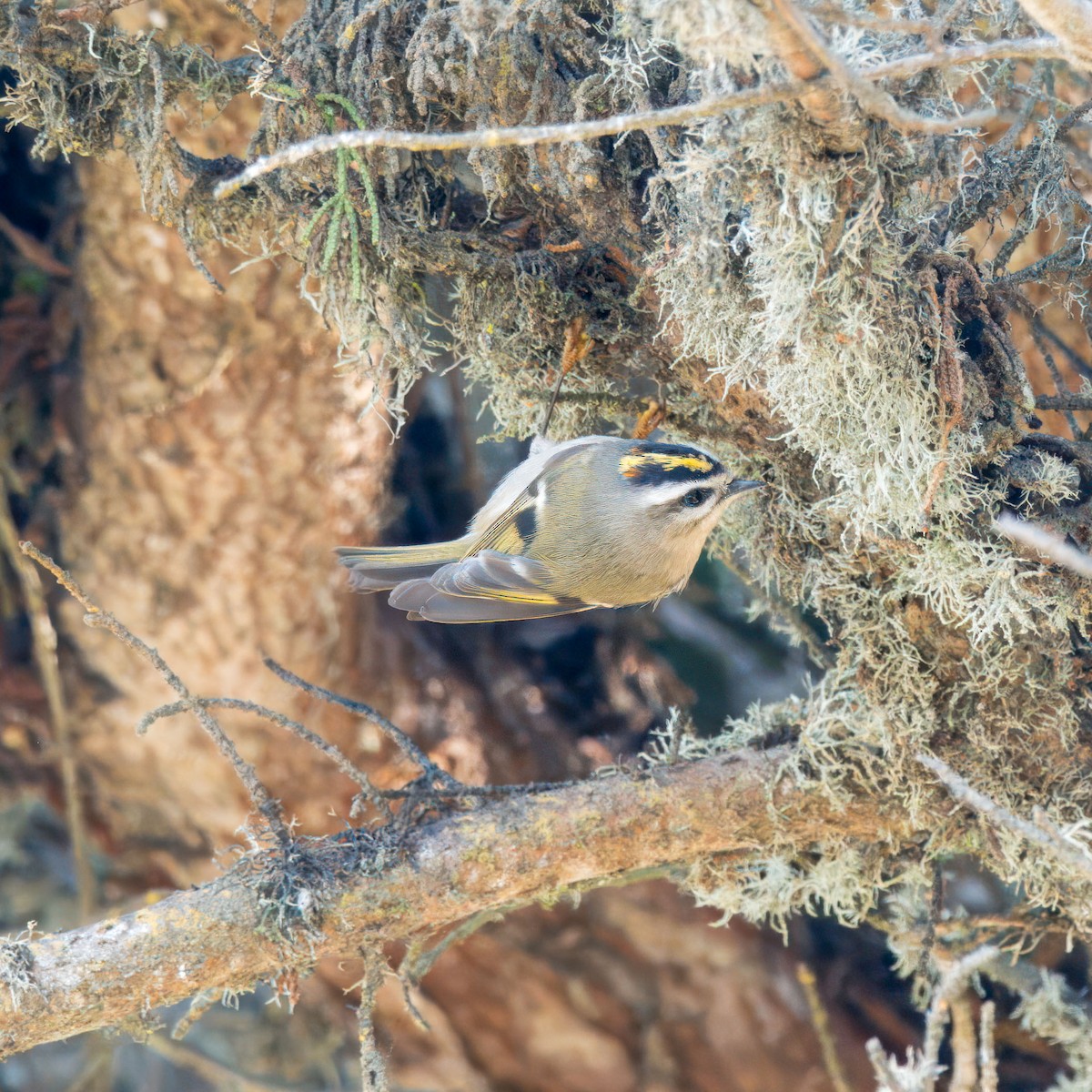 Golden-crowned Kinglet - ML628540740