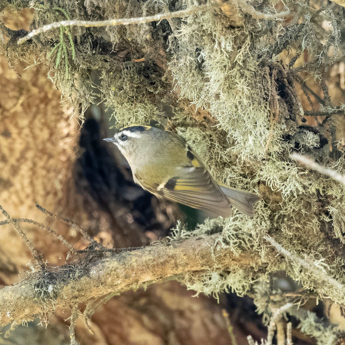 Golden-crowned Kinglet - ML628540741
