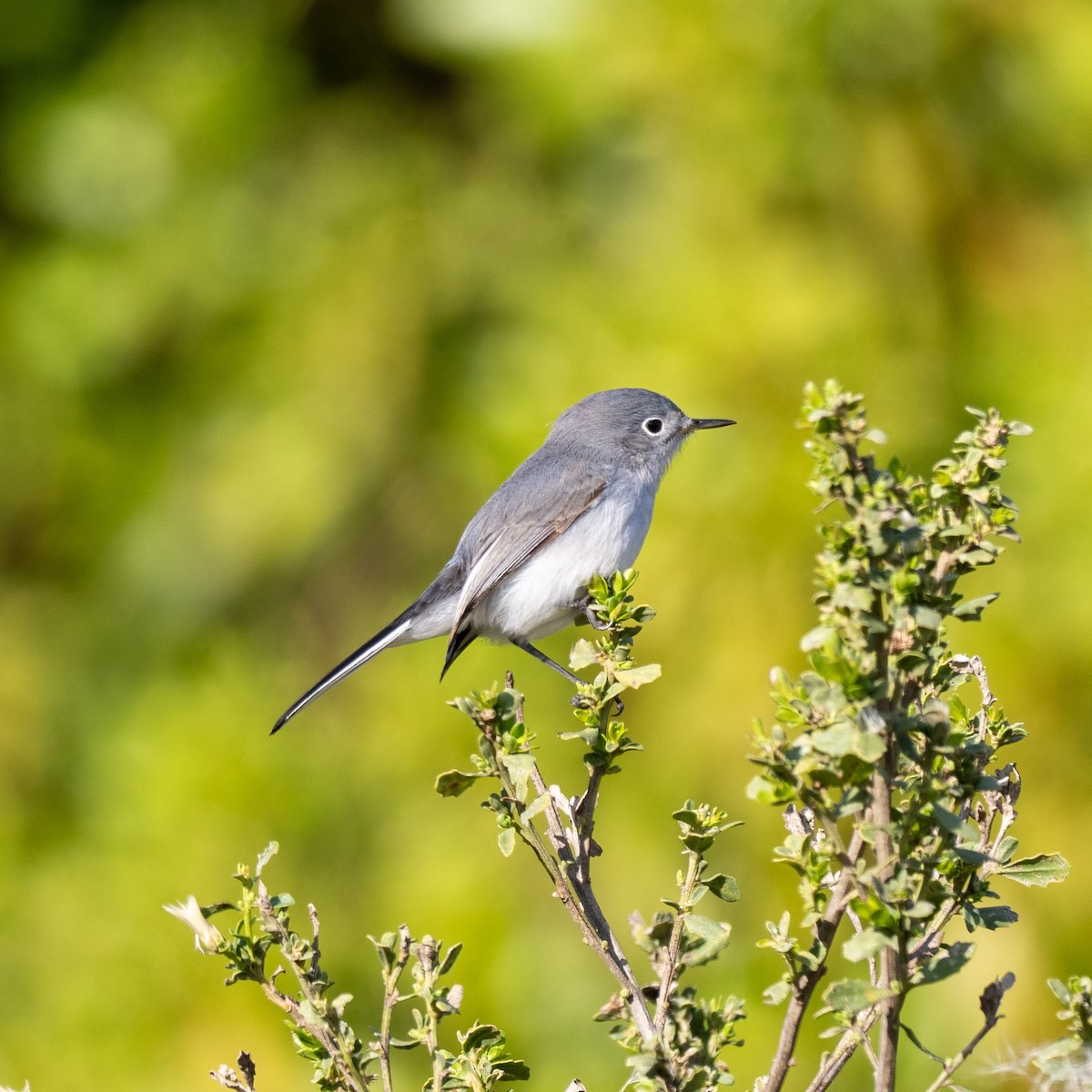 Blue-gray Gnatcatcher - ML628540805