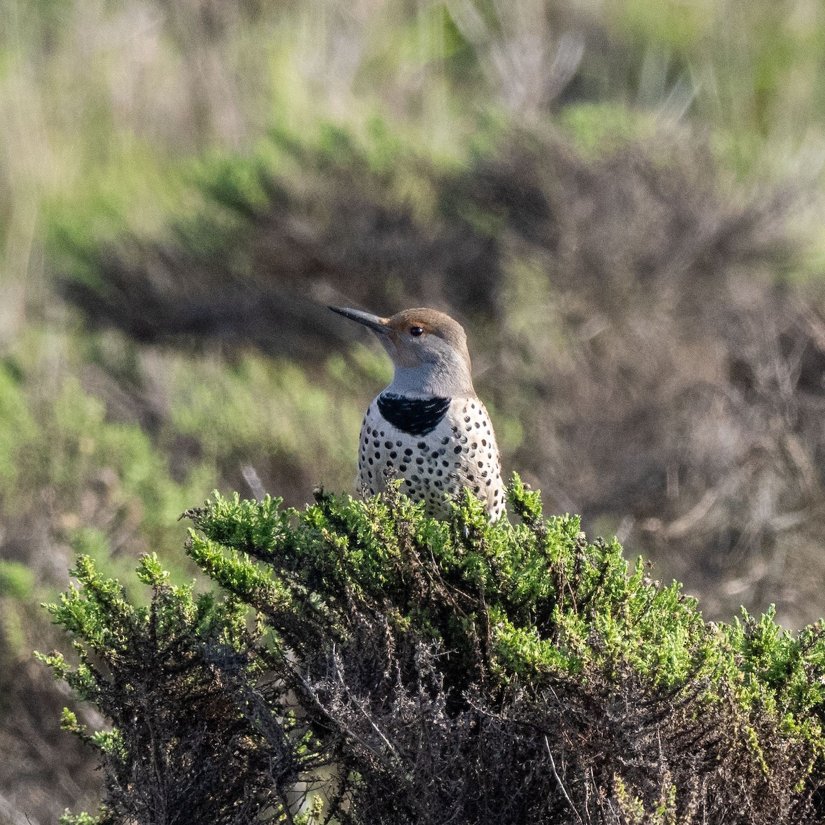 Northern Flicker - ML628540817