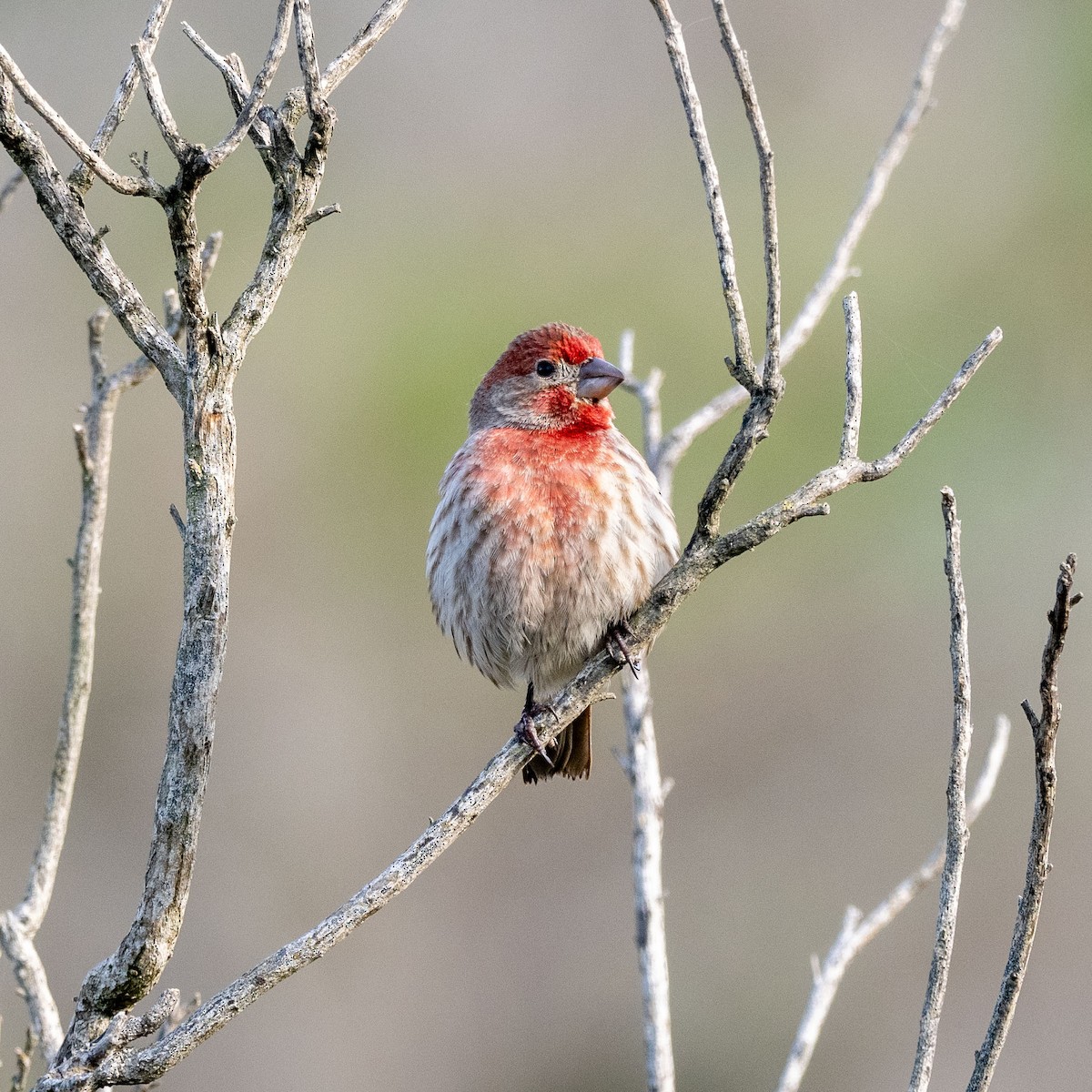 House Finch - ML628540856