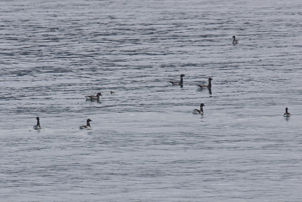 Brant (Black) - ML628540884