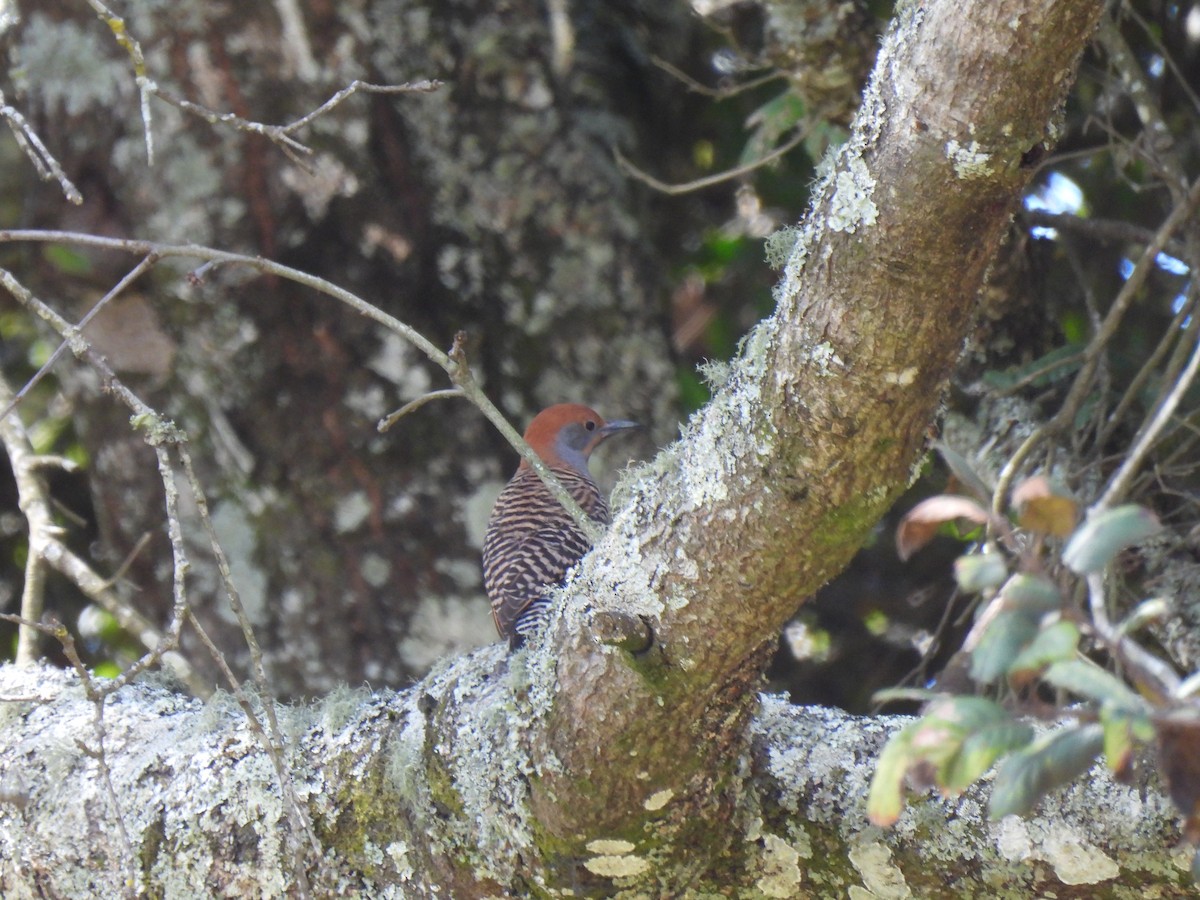 Guatemalan Flicker - ML628540894