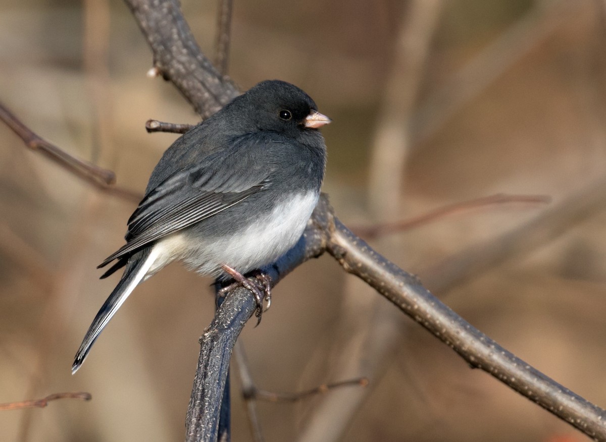 Dark-eyed Junco - ML628540923