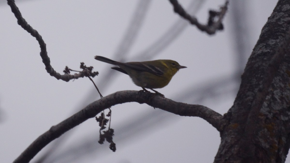 Paruline des pins - ML628541000