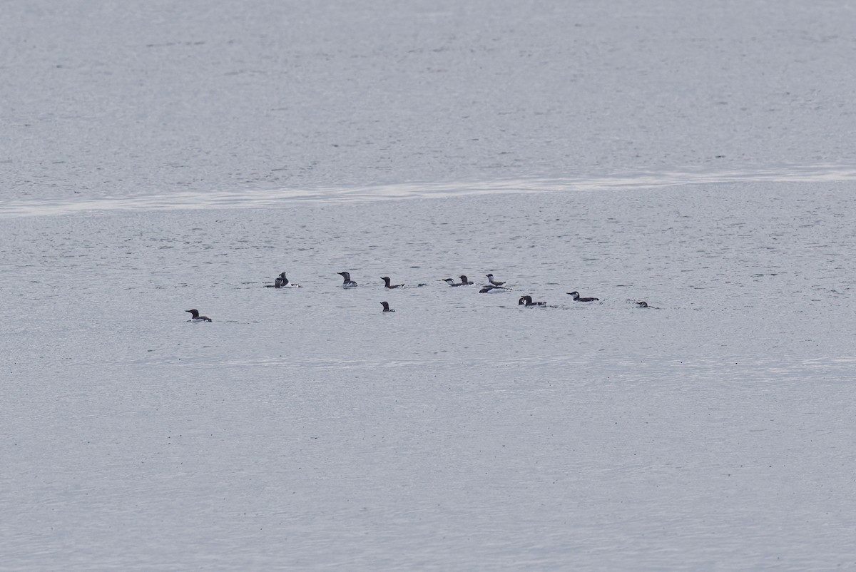 Common Murre - ML628541014