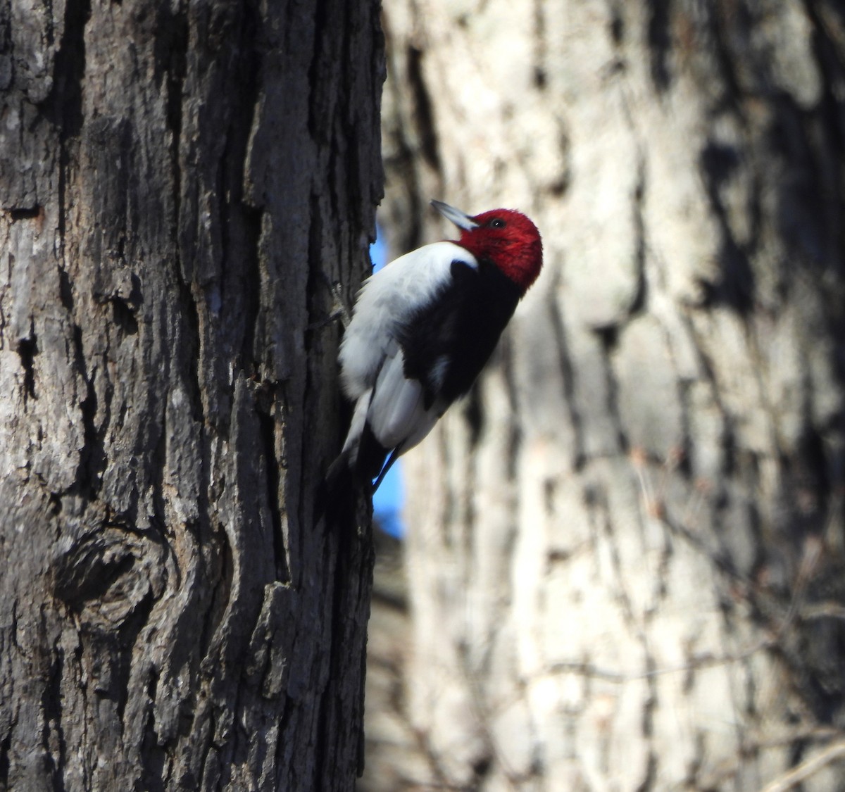Red-headed Woodpecker - ML628541113