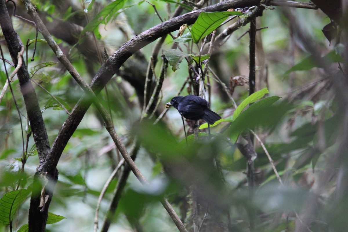 Cocha Antshrike - ML628541222