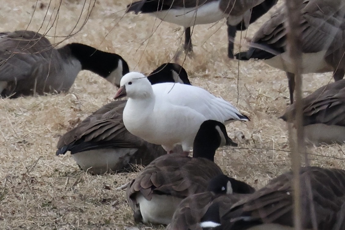Ross's Goose - ML628541256