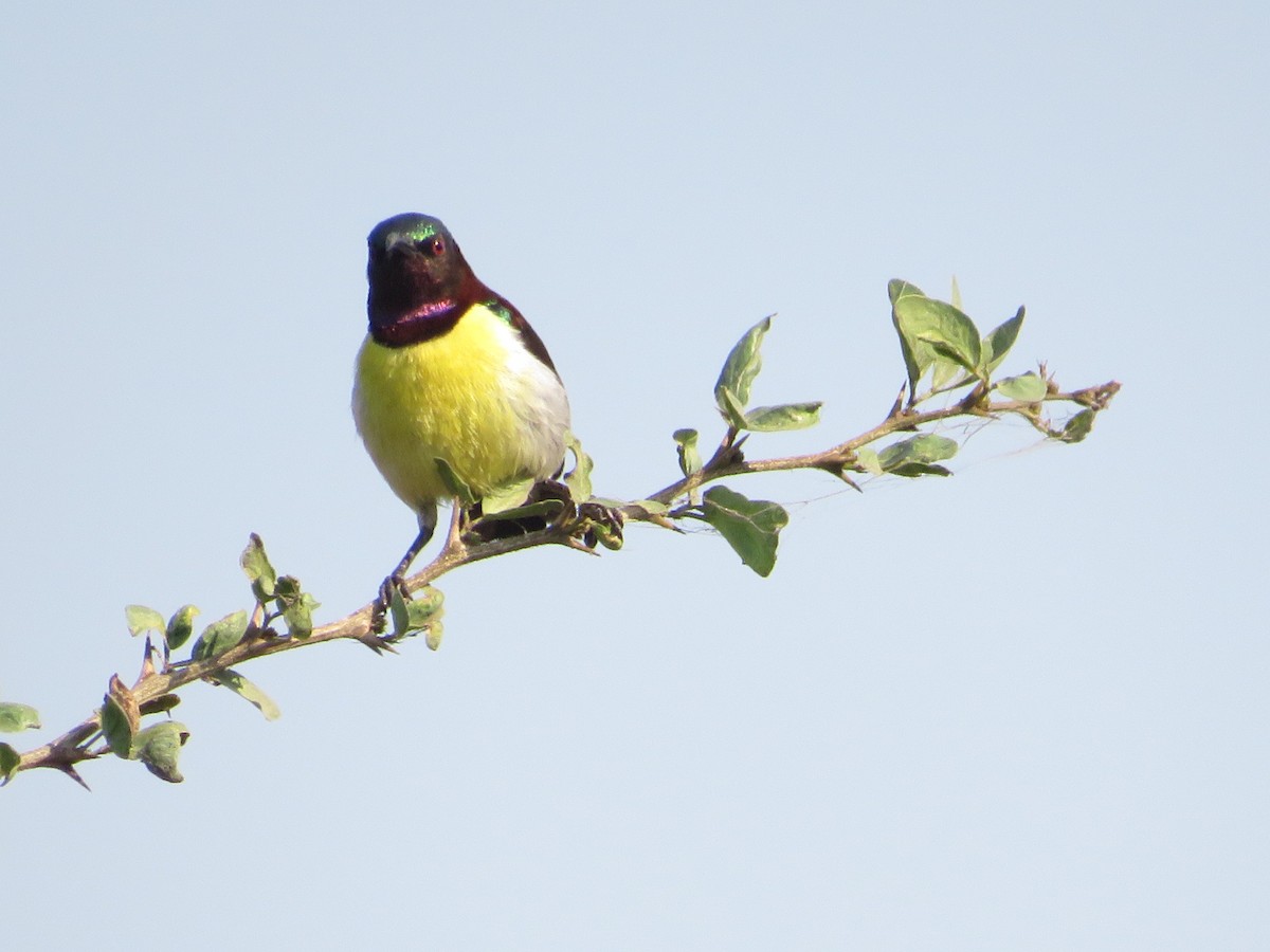 Purple-rumped Sunbird - ML628541295