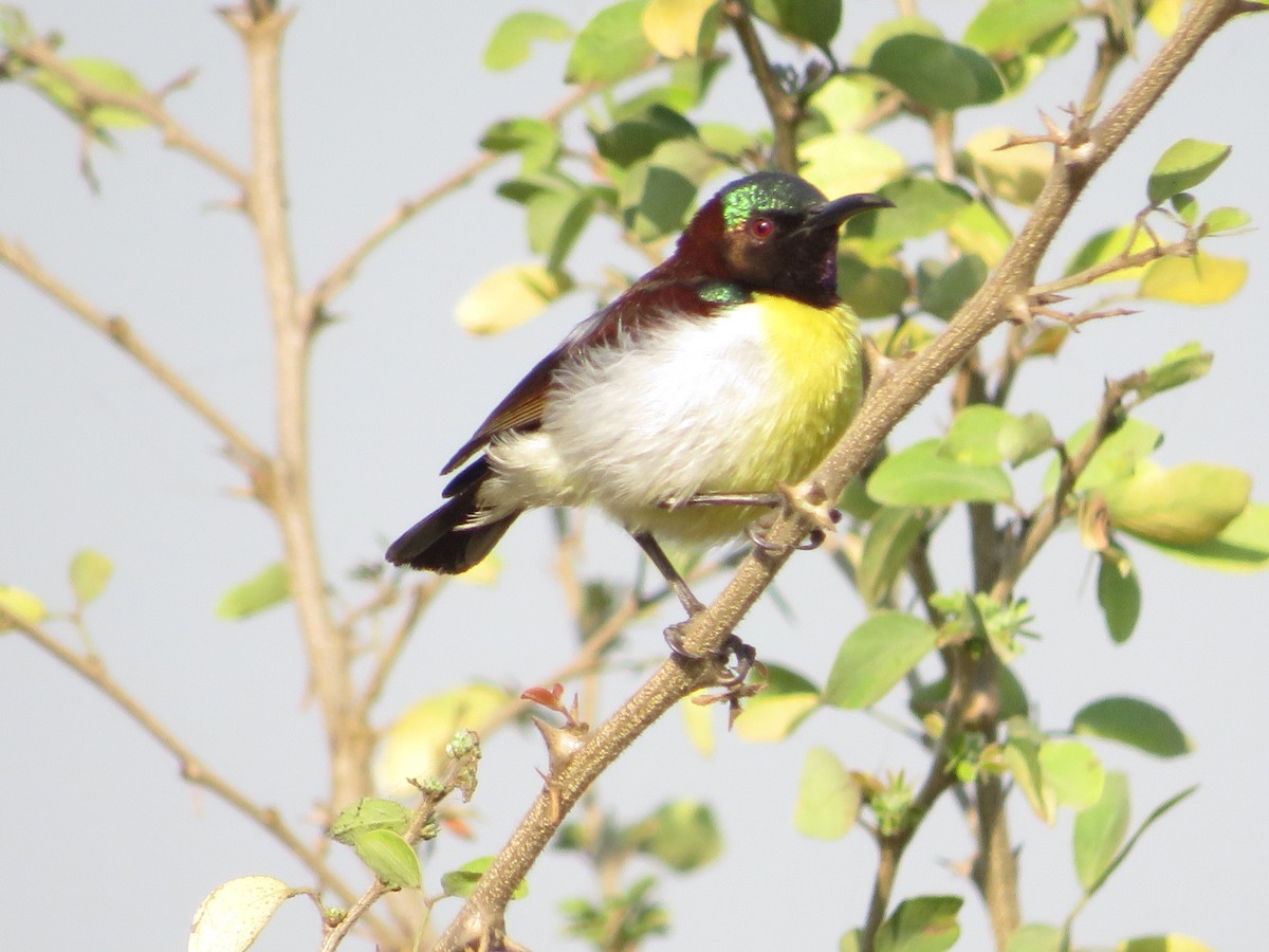 Purple-rumped Sunbird - ML628541296