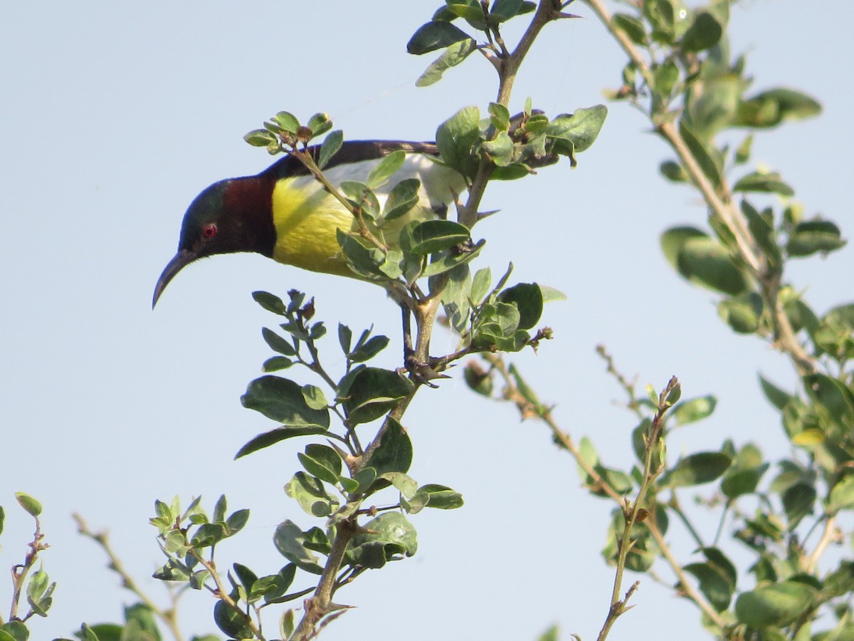 Purple-rumped Sunbird - ML628541297
