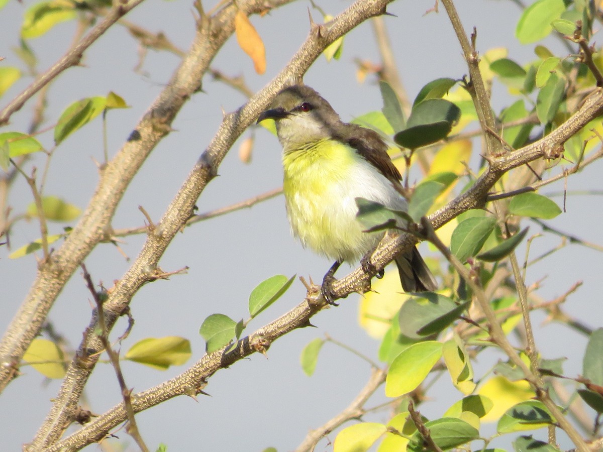 Purple-rumped Sunbird - ML628541298