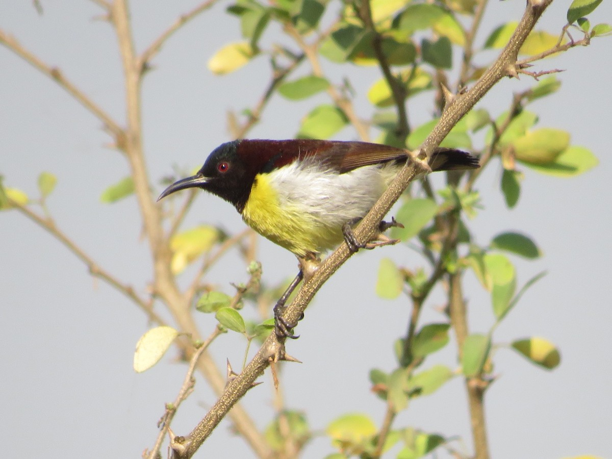 Purple-rumped Sunbird - ML628541299