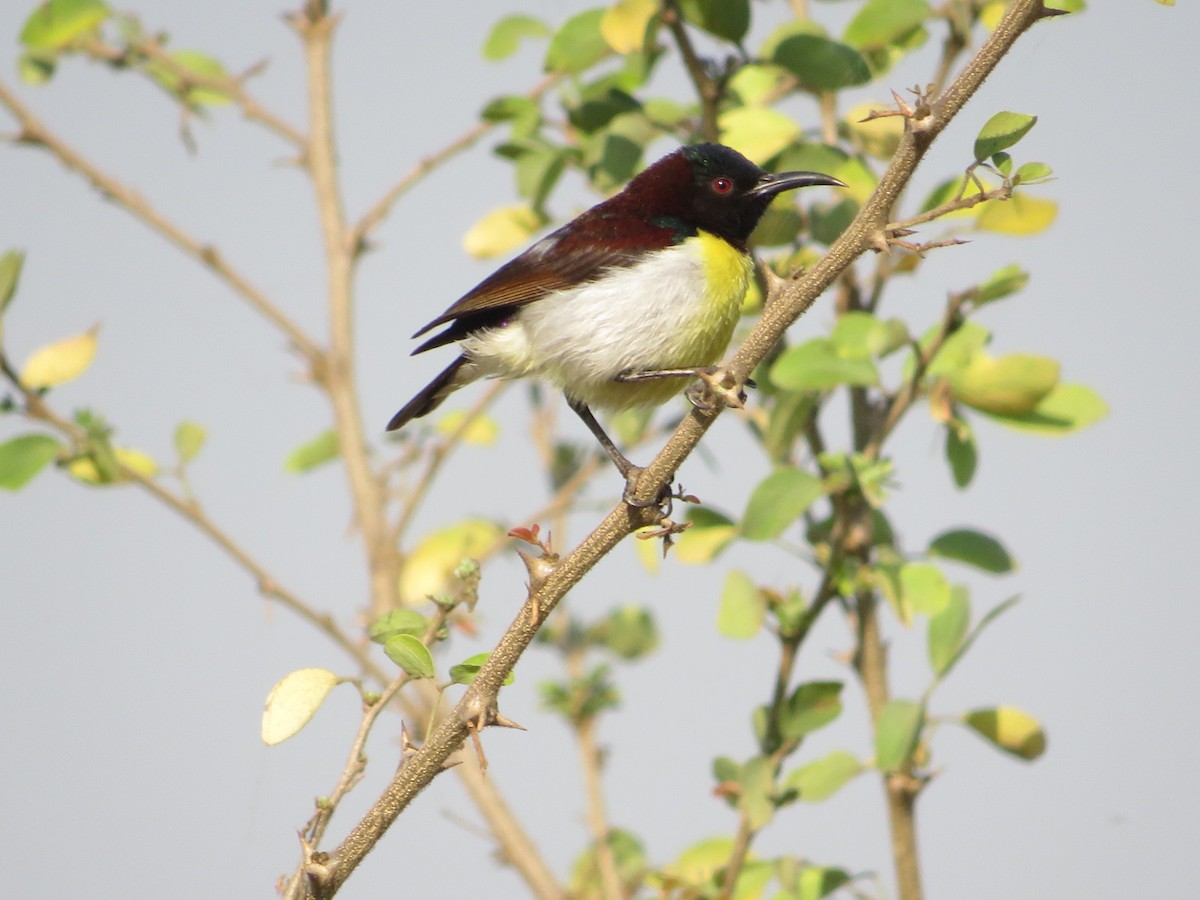 Purple-rumped Sunbird - ML628541300