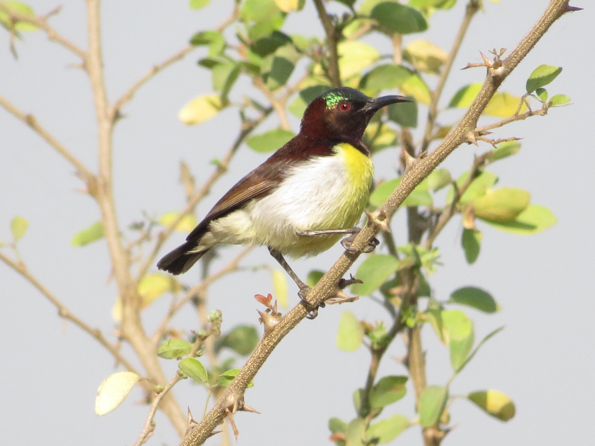 Purple-rumped Sunbird - ML628541301