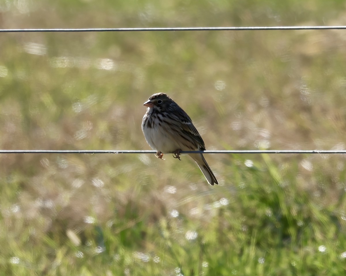 Vesper Sparrow - ML628541302