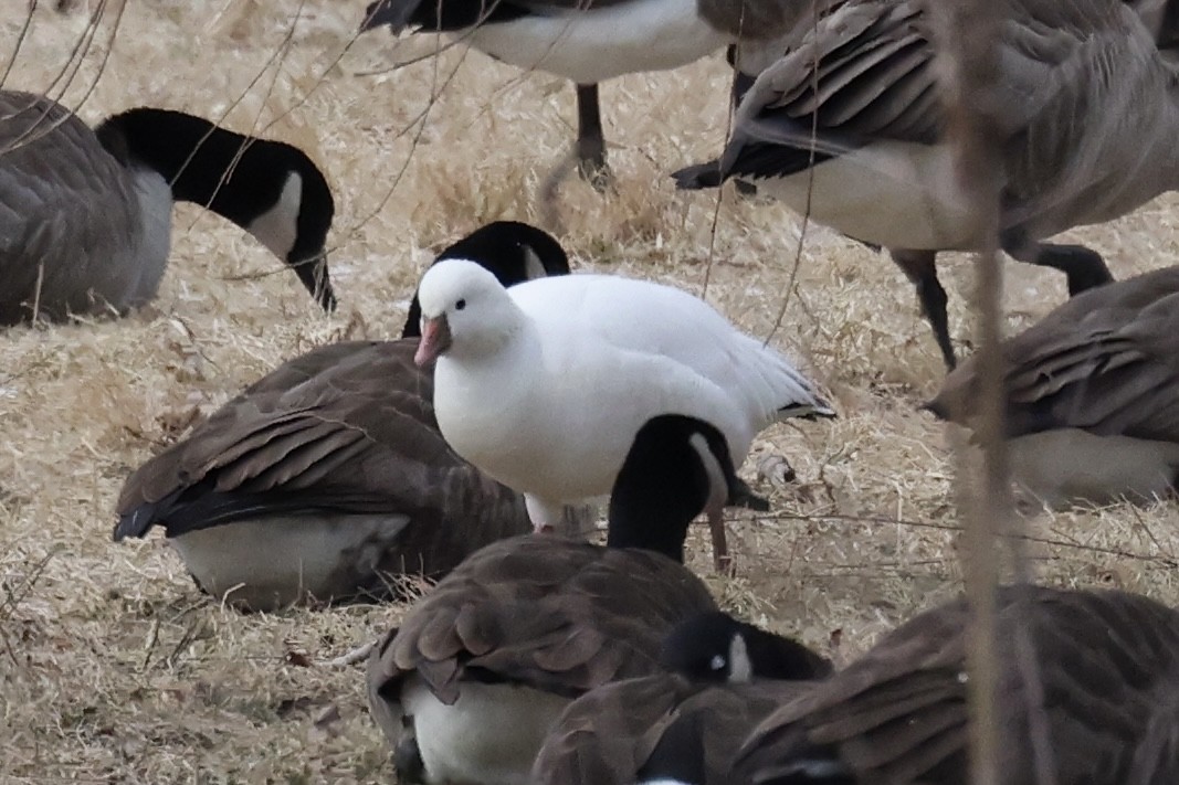 Ross's Goose - ML628541360
