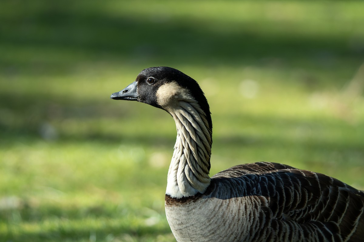 Hawaiian Goose - ML628541385